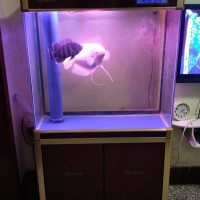 出售二手底濾魚缸，帶魚