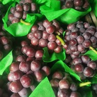 新鮮現摘超甜夏黑葡萄曲周縣城晚上管送貨